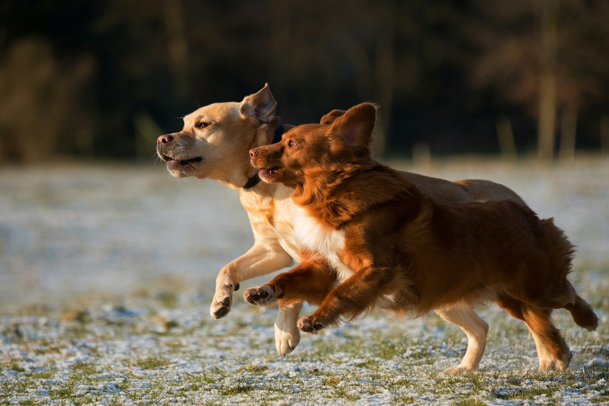 Hey There, Pet Lovers!